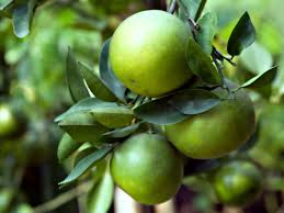 Image result for Citrus × aurantium