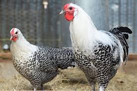 Westfalische Totleger Beautiful Chickens Chickens Backyard Chicken Breeds