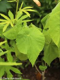 Image result for Abutilon indicum