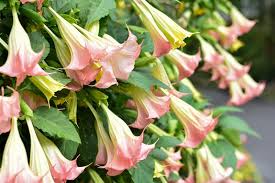 Image result for Brugmansia
