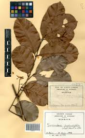 Image result for Sorindeia juglandifolia