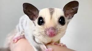 Purchase information contract sugar glider care sugar glider breeding ohio vets links like us on facebook. Guide To The 17 Different Sugar Glider Breeds And Colors Petsvills