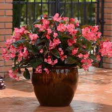 Image result for Begonia bequaertii