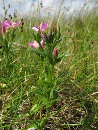 Image result for Chironia laxiflora