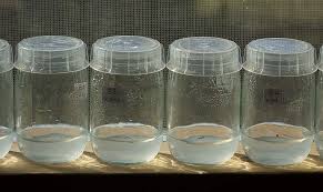 Maybe you would like to learn more about one of these? Plant Tissue Culture Media Learn Biotech With Geetha