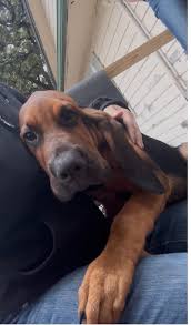 Sir Dave has nearly recovered from the bug that he picked up