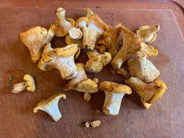 There are over 10,000 species of fungi that produce mushrooms. Mushroom Hunting In Wisconsin