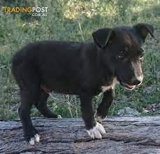 Kelpie Cross Border Collie Puppies For Sale Off 55 Www Usushimd Com