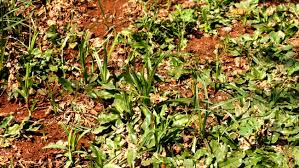 Rumput grinting (cynodondactylon) adalah jenis rumput yang memiliki kemampuan agak berlebihan dalam hal bertahan hidup dibandingkan rumput jenis lain seperti rumput teki,rumput gajah, rumput manila, dan sebagainya.bahkan rumput ini mampu bertahan hidup di lahan yang tandus dalam musim kemarau sekalipun pertumbuhan daunnya menjadi minim. Cara Membasmi Gulma Pada Rumput Taman Gajah Mini Dan Jepang Tahun 2021 Jual Rumput Taman Dan Bibit Rumput Ternak