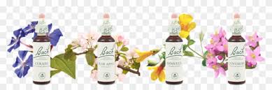 Ver más ideas sobre flores, campos de amapolas, constelaciones familiares individuales. Essencias Florais De Bach Bach Clipart 1281809 Pikpng
