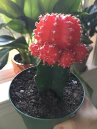 A prickly process epic …? Moon Cactus Grew Pups Now What Plants
