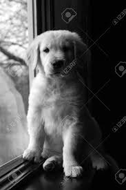 But, some kennel clubs won't accept the color white. Schwarz Weiss Golden Retriever Welpen Auf Der Fensterbank Lizenzfreie Fotos Bilder Und Stock Fotografie Image 3333707