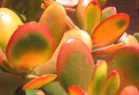 Image result for Crassula morrumbalensis