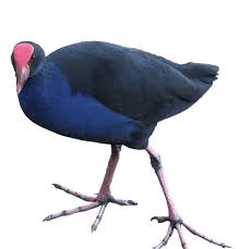 Image result for Peponium vogelii