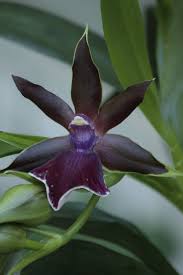 Image result for Angraecopsis amaniensis