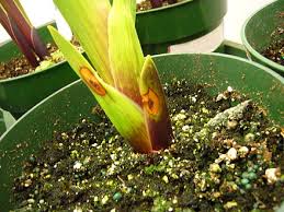 We did not find results for: Burkholderia Gladioli Wikiwand