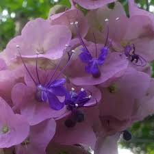 Image result for Karomia tettensis