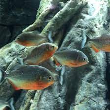 Piranha
