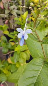 Image result for Rotheca wildii