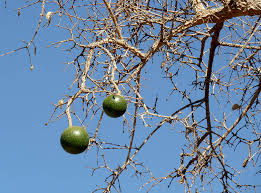 Image result for Strychnos madagascariensis