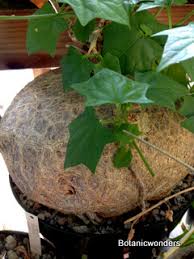 Image result for Oxyanthus goetzei