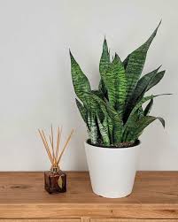 Image result for Sansevieria