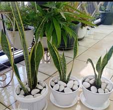 Pot bunga adalah peralatan taman yang berbentuk seperti ember dengan lubang air dibagian bawah dengan berbagai jenis bahan seperti pot bunga plastik / pot plastik dan pot tanah atau pot beton. Jual Pot Bunga Putih Besar Dan Murah Ukuran 30cm Sama Tatakan Pot Di Lapak Misolfa Bukalapak