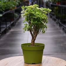 Image result for Polyscias fruticosa