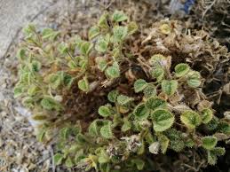 Image result for Cleome schimperi