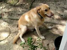 Symptoms, diagnosis & treatment | week 1. Dog With Possible Brain Tumor 2 Youtube