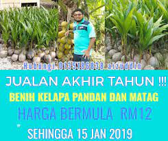 Buyyer masyukkk sporting dari mersing datang borong abis benih kelapa matag. Benih Kelapa Matag Dan Kelapa Pandan Kelapa Matag Murah Facebook