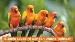 Download now gambar kartun burung lovebird gambar kartun. Kumpulan Gambar Hewan Peliharaan Terpopuler Dan Terlucu Gerava Com