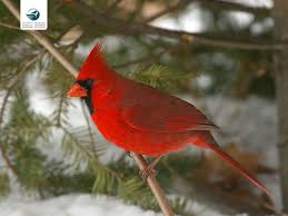 Red Birds That Look Like Cardinals Cardinal Red Birds Canadian Wildlife Bird Photo