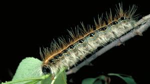 Yes, leaf bugs are good for gardens because they eat old leaves so that there is room for new foliage. Tallahassee S Invasion Of The Tent Caterpillars Is Good News For Birds