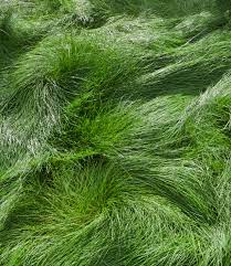 Beautiful No Mow Alternatives To A Grass Lawn Real Simple This grass is a perennial groundcover, and is evergreen in many climates.