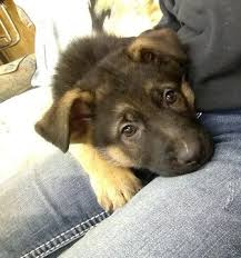 Check spelling or type a new query. German Shepherd Puppies For Sale In Michigan Pets Lovers