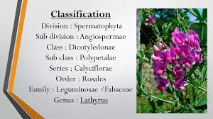 Image result for Fabaceae subfamily Papilionoideae
