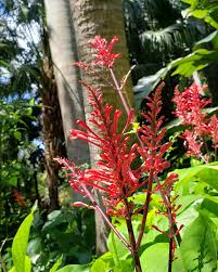 Image result for Odontonema cuspidatum