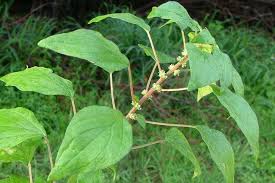 Image result for Parietaria