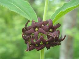 Image result for Vincetoxicum