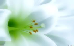 The number and width of the strips depends on the size of the wallpaper. Amazing Flower Lily Flower Wallpaper