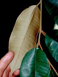 Image result for Chrysophyllum