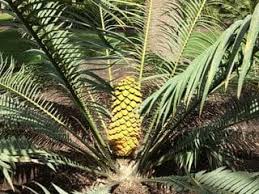 Image result for Encephalartos villosus