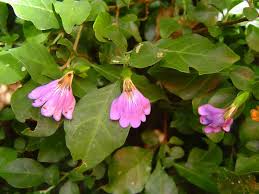 Image result for Sclerochiton