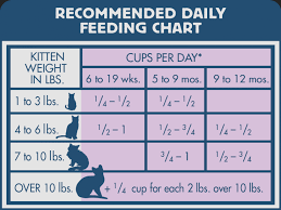 image result for kitten feeding chart feeding kittens dry