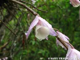 デンドロビウム・アフィルム（Dendrobium aphyllum） – 世界の花だより