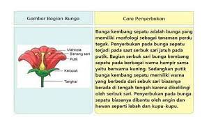 Maybe you would like to learn more about one of these? Gambarkan Bagian Bagian Bunga Dan Tuliskan Cara Penyerbukannya Tema 1 Kelas 6 Halaman 6 16 2 5 Halaman 4 Tribun Pontianak