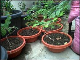 Bonsai asem jawa 3 serangkai atau asem jawa kembar salam satu jiwa salam satu hobi. Tips Bagaimana Cara Membuat Bonsai Pohon Asem Yang Paling Mudah Bibit Online