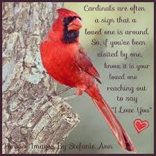Birds That Look Like Cardinals But Aren T Cardinals Bird Quotes Cardinal Birds Red Birds