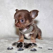 Production De Chihuahua Et Spitz Pomeranien Royaume D Exquise Chihuahua Spitz Pomeranien Chiot